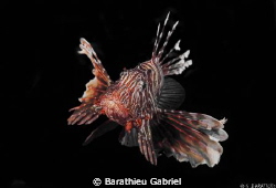A lion fish by Barathieu Gabriel 